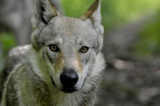 Une initiative vise à permettre de tirer un loup, toute l'année, sauf dans le Parc national suisse.